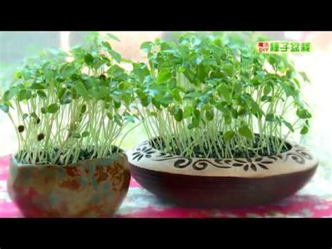 怎麼栽|種子盆栽DIY教學